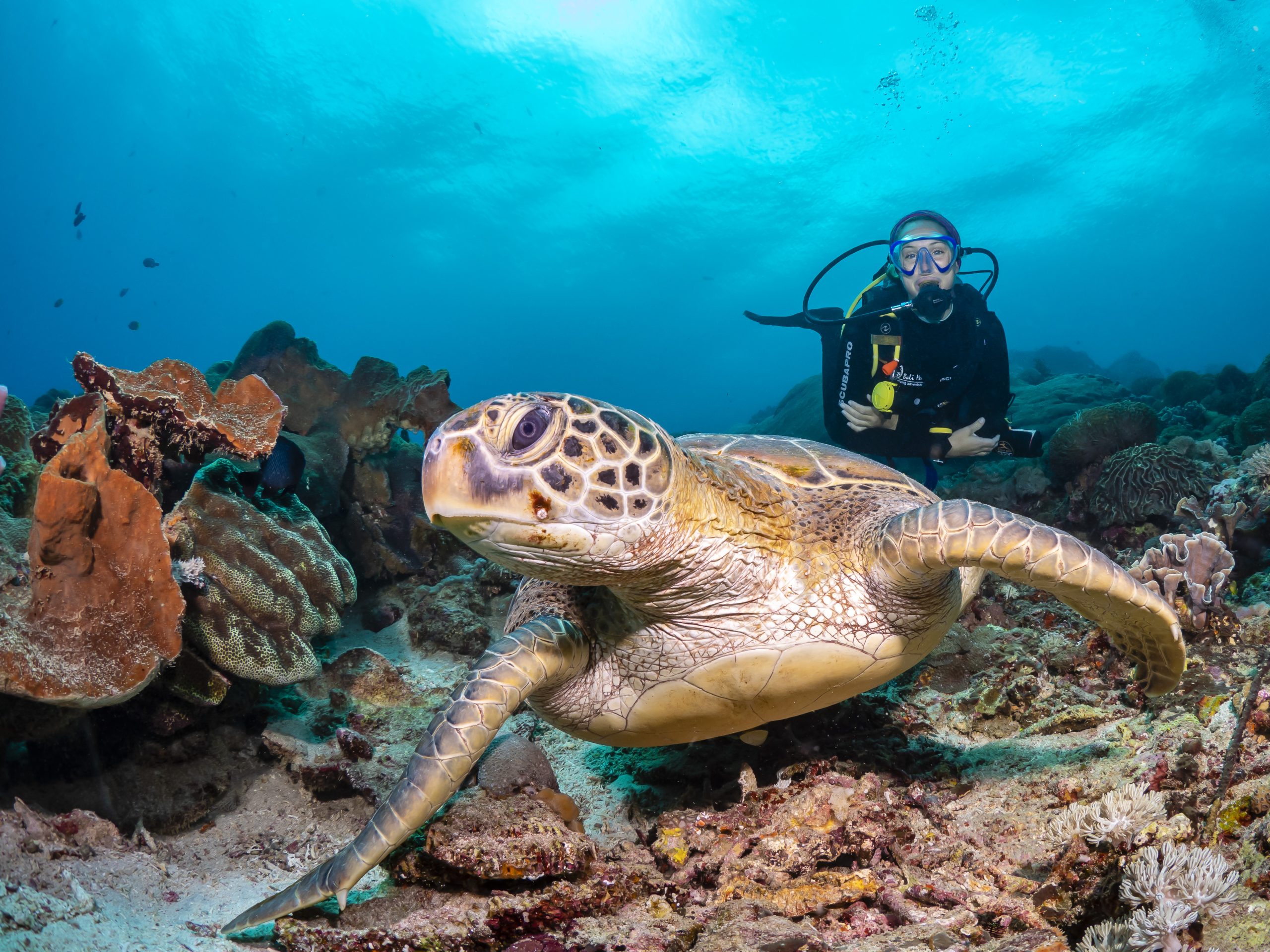 Bali Hai Diving Lembongan Wins Tripadvisor Travelers' Choice Awards 2024